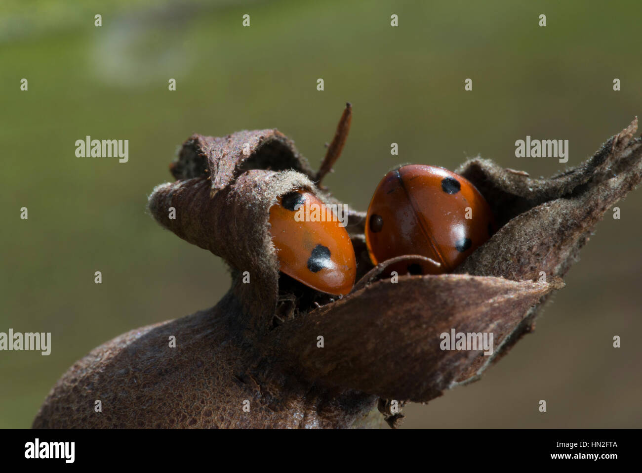 7 spot ladybird (Coccinella 7-punctata), entra in modalità di ibernazione su rose-hip Foto Stock