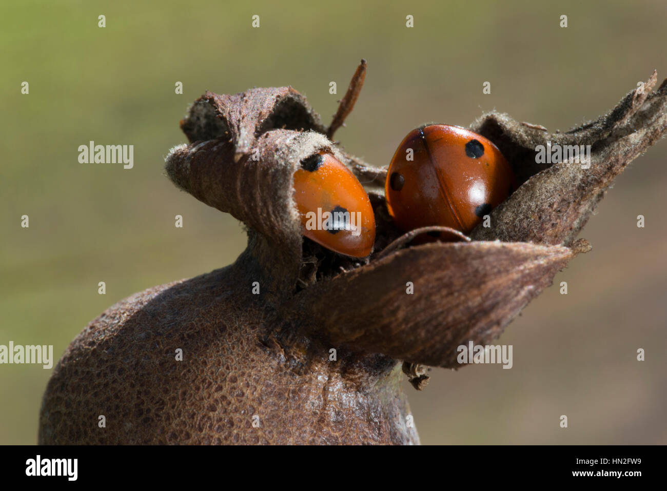 7 spot ladybird (Coccinella 7-punctata), entra in modalità di ibernazione su rose-hip Foto Stock