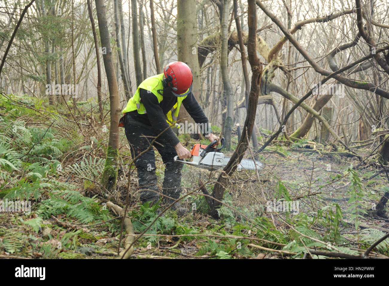 L'uomo utilizzando una motosega per tagliare alberi piccoli nel bosco Foto Stock