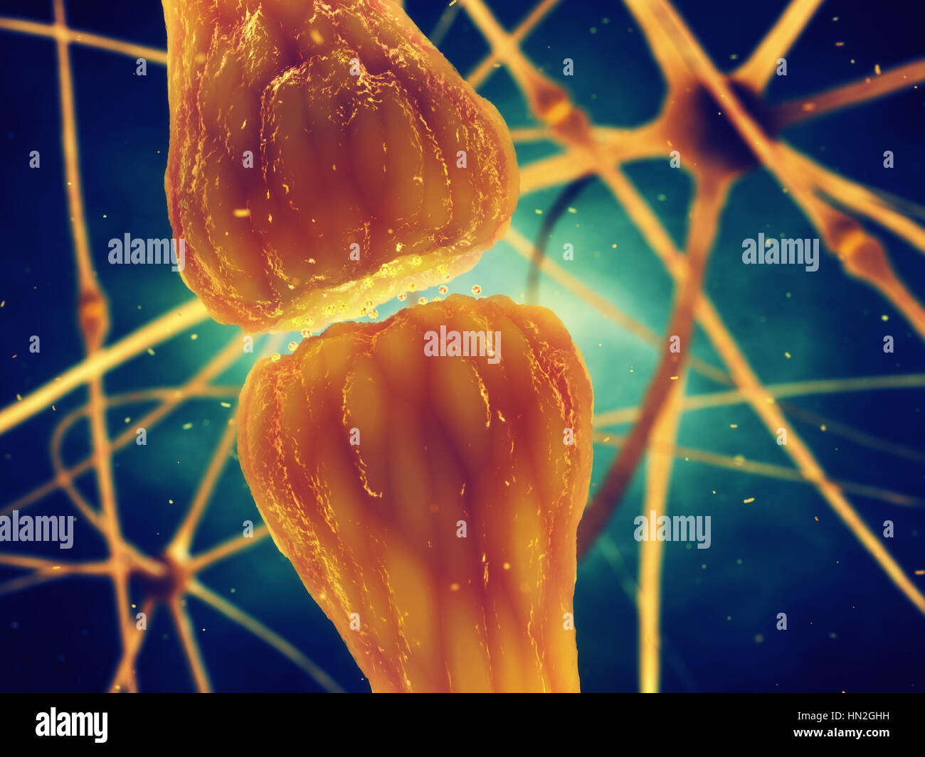 Trasmissione sinaptica è il processo biologico da cui neurotrasmettitori vengono rilasciati da un neurone e attivare i recettori di un altro neurone Foto Stock