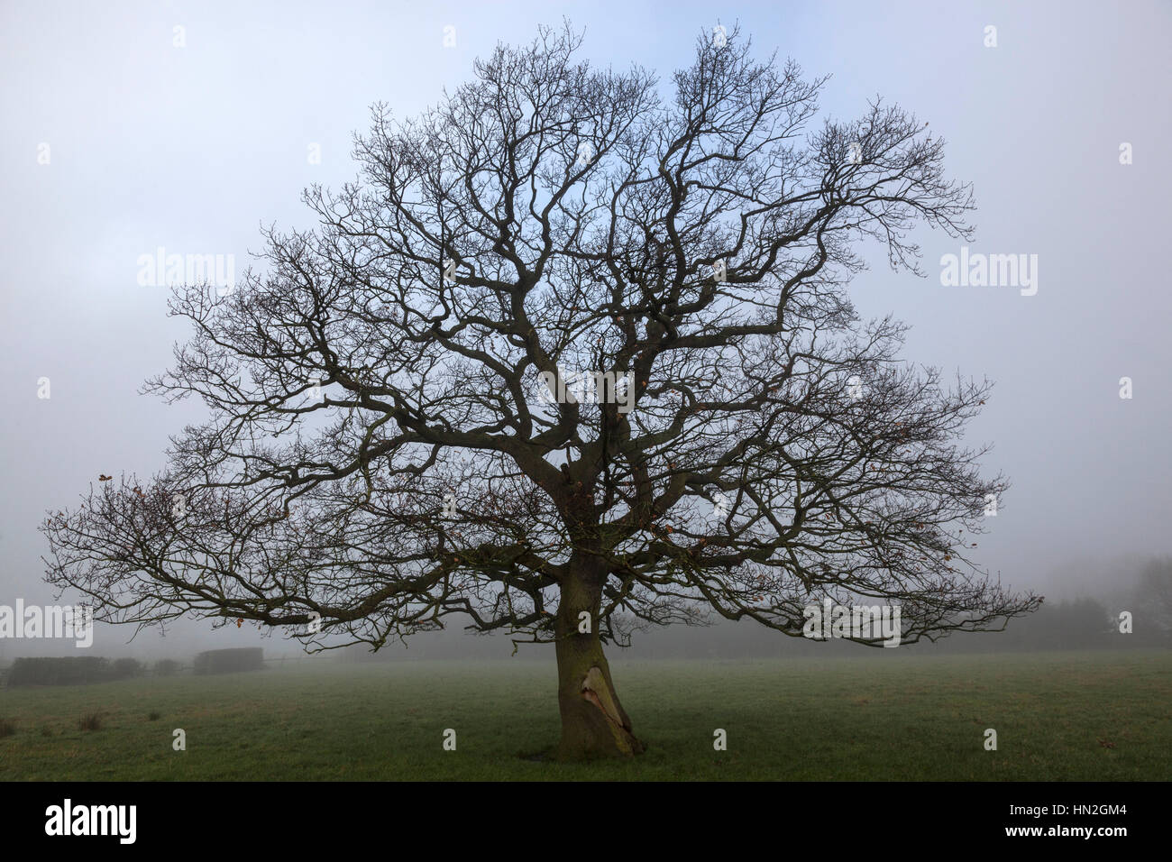 Albero di quercia senza le foglie in autunno e inverno, una serie tiro dalla stessa posizione della fotocamera. Foto Stock
