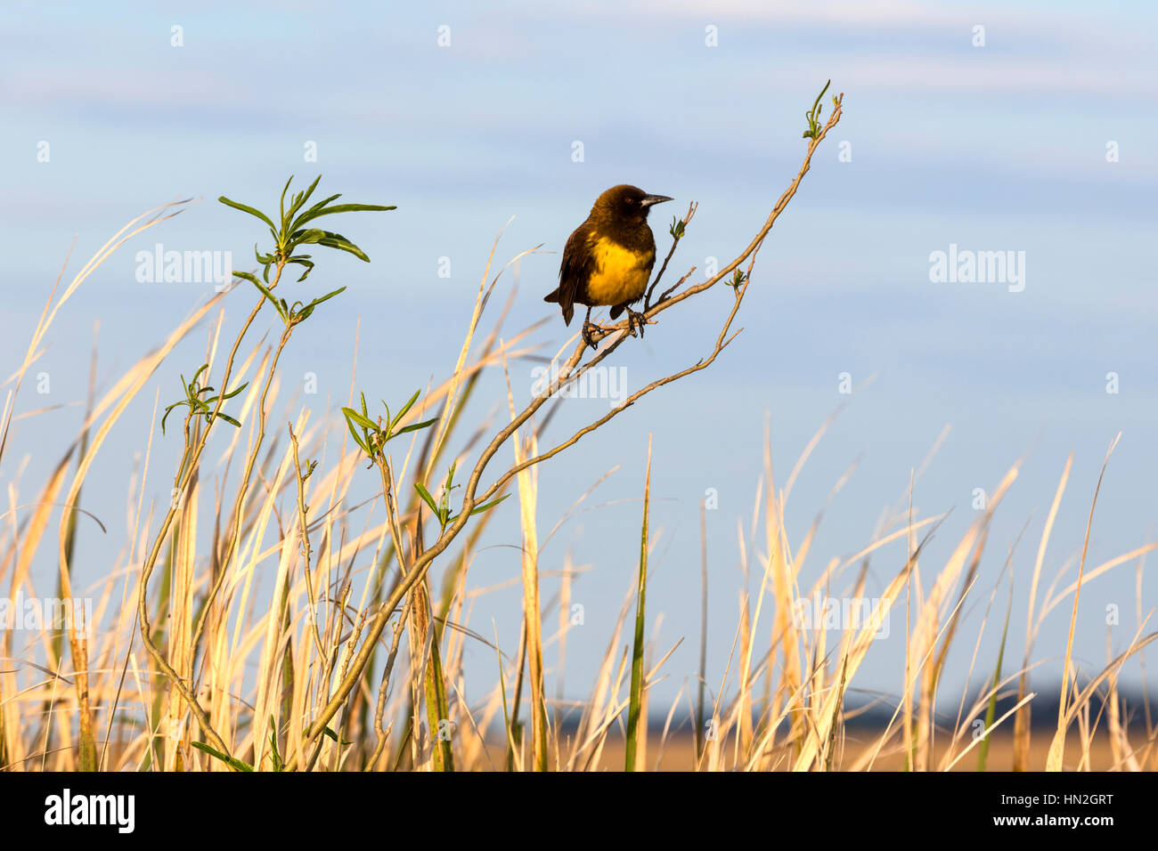Uccello giallo su un ramo. Pampas Argentine. Foto Stock