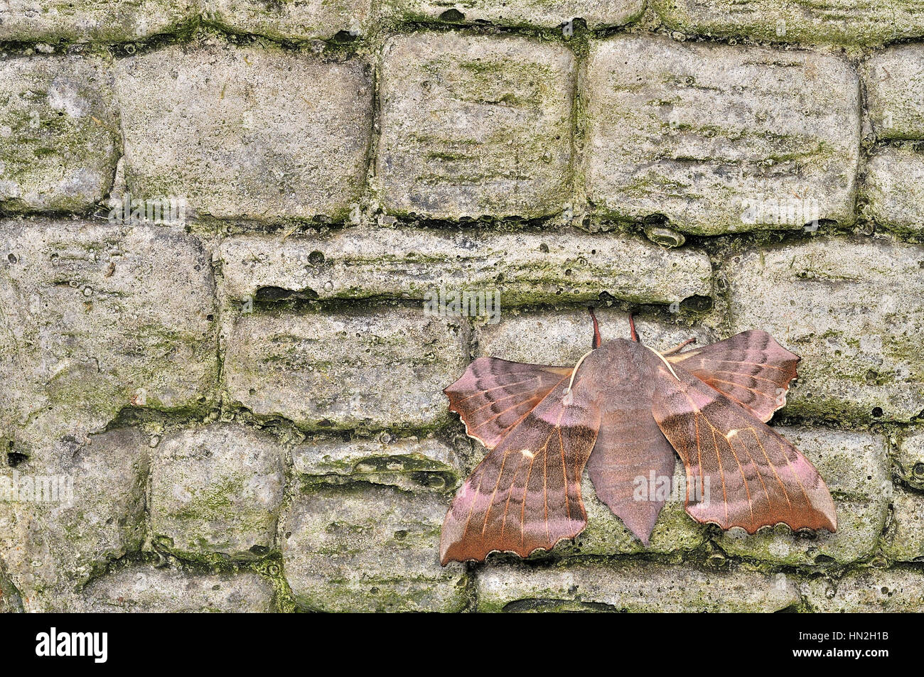 Pioppo femmina Hawk moth (Laothoe Populi) in appoggio su una parete di mattoni Foto Stock