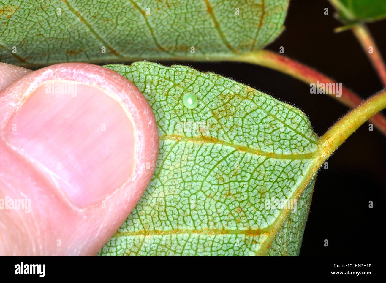 Foglia di pioppo che mostra una nuova posa Poplar Hawk moth uovo (Laothoe Populi) Foto Stock