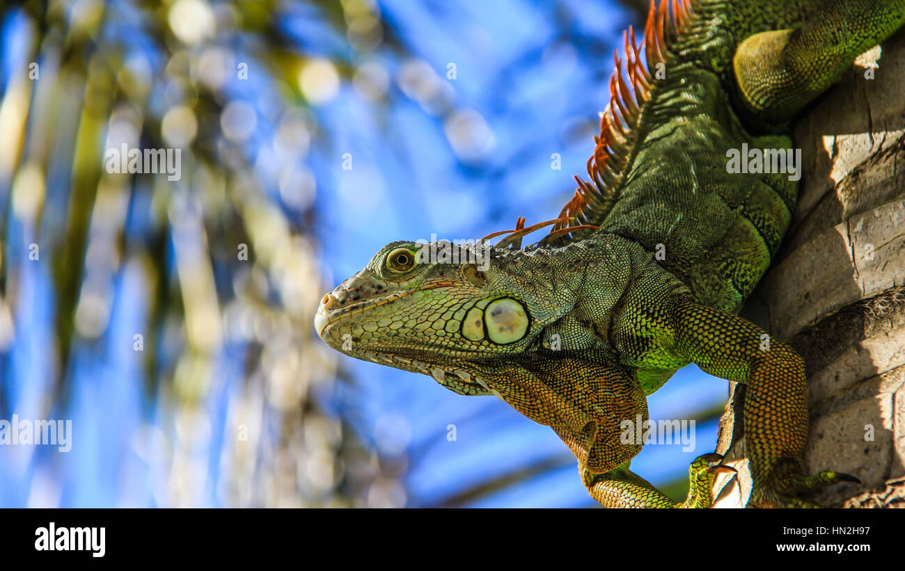 Un iguana verde su un palmare Palm Foto Stock