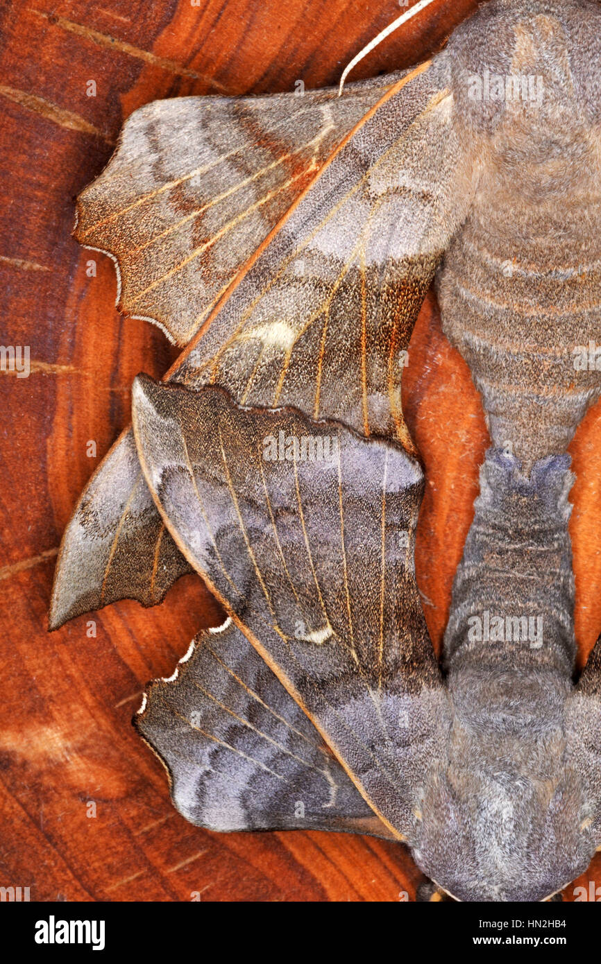 Abstract di close-up di pioppo di accoppiamento hawk falene ali Foto Stock