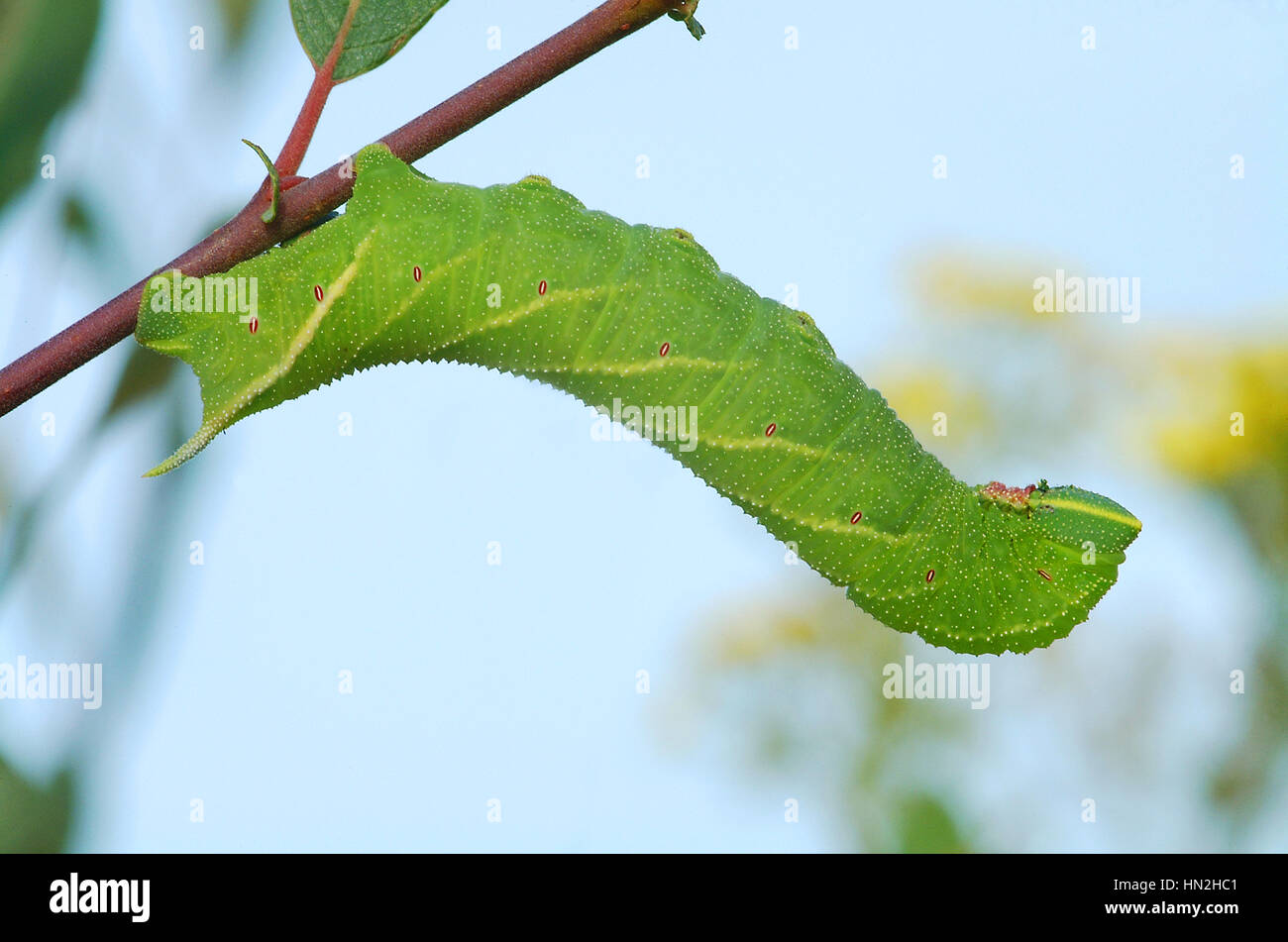 Eyed Hawk moth larvae (Smerinthus ocellata) appoggiato su di un ramo sallow Foto Stock
