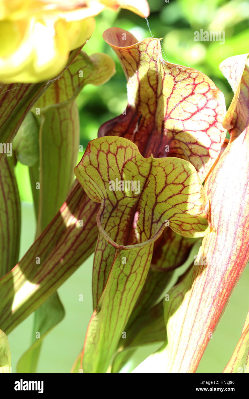 Close up Canivorous giallo piante brocca Foto Stock