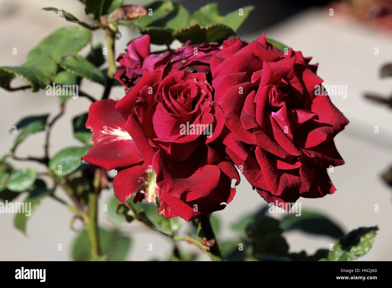 Close up di rose rosse in piena fioritura Foto Stock