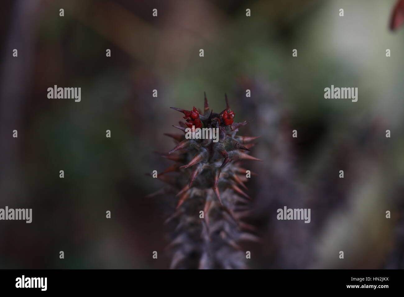 Pianta con spine e bacche rosse Foto Stock