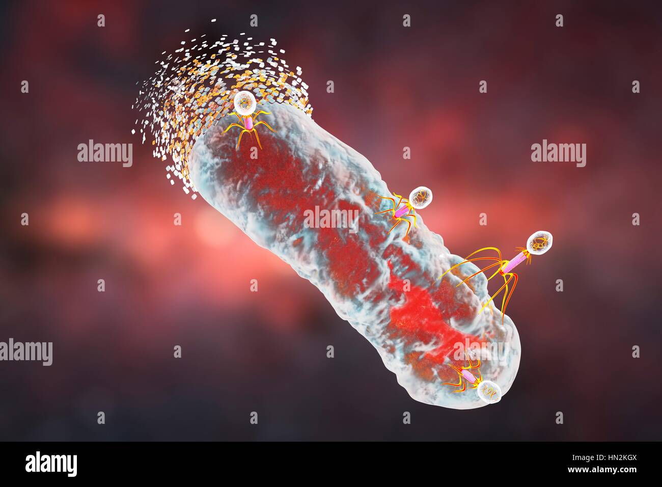 Batteriofagi infettando batteri, illustrazione del computer. Un batteriofago o fago, è un virus che infetta i batteri. Esso consiste di un icosaedrico (20 facciate) testa che contiene il materiale genetico, una coda e coda fibre, fissarlo ad un sito recettoriale specifico del batterio. La coda viene iniettato il materiale genetico dentro il batterio e il macchinario cellulare del batterio è utilizzato per produrre più copie del virus. Foto Stock