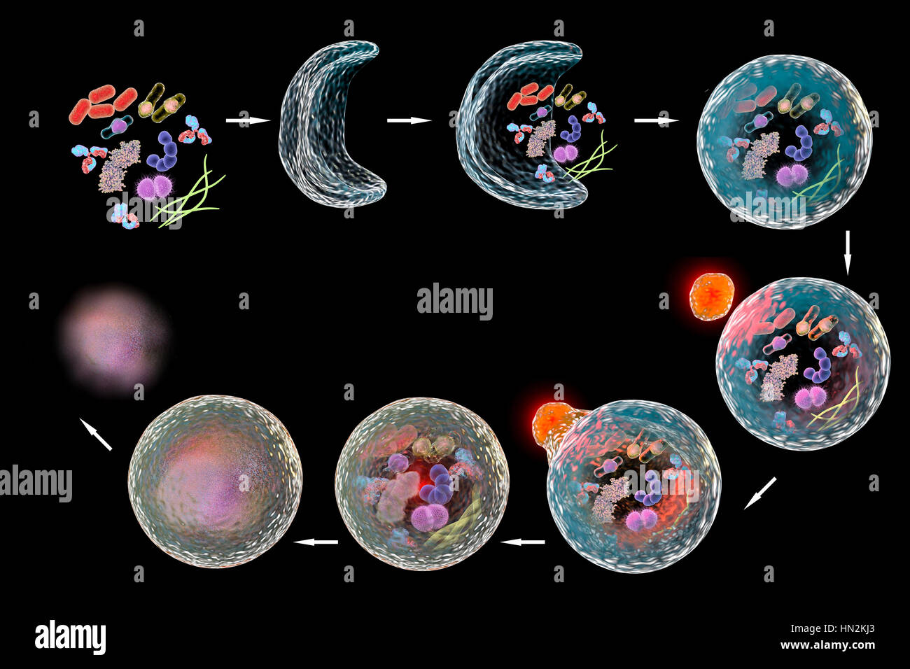 Autophagy,computer illustrazione.Autophagy (autophagocytosis) è un meccanismo naturale che distrugge inutili disfunzionali o componenti cellulari ricicla i loro materiali.le fasi di autophagy sono mostrati in senso orario dalla posizione in alto a sinistra.prima i componenti cellulari per la degradazione sono raccolti insieme.L Foto Stock