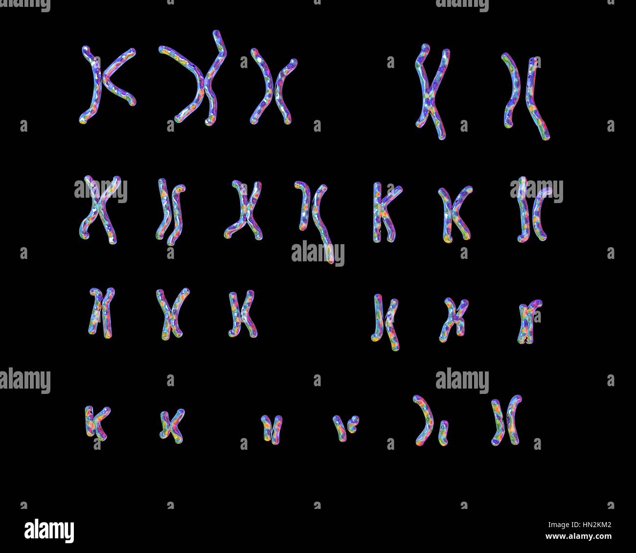 Philadelphia chromosome.Computer illustrazione del maschio o femmina del cariotipo cromosoma (set) un cromosoma difettoso ciascuno da coppie 9 22.I DIFETTI,sul lato destro i cromosomi di due coppie,causare leucemia mieloide cronica (CML).Il 46 cromosomi del cariotipo umano sono qui disposti in coppie 23 Foto Stock