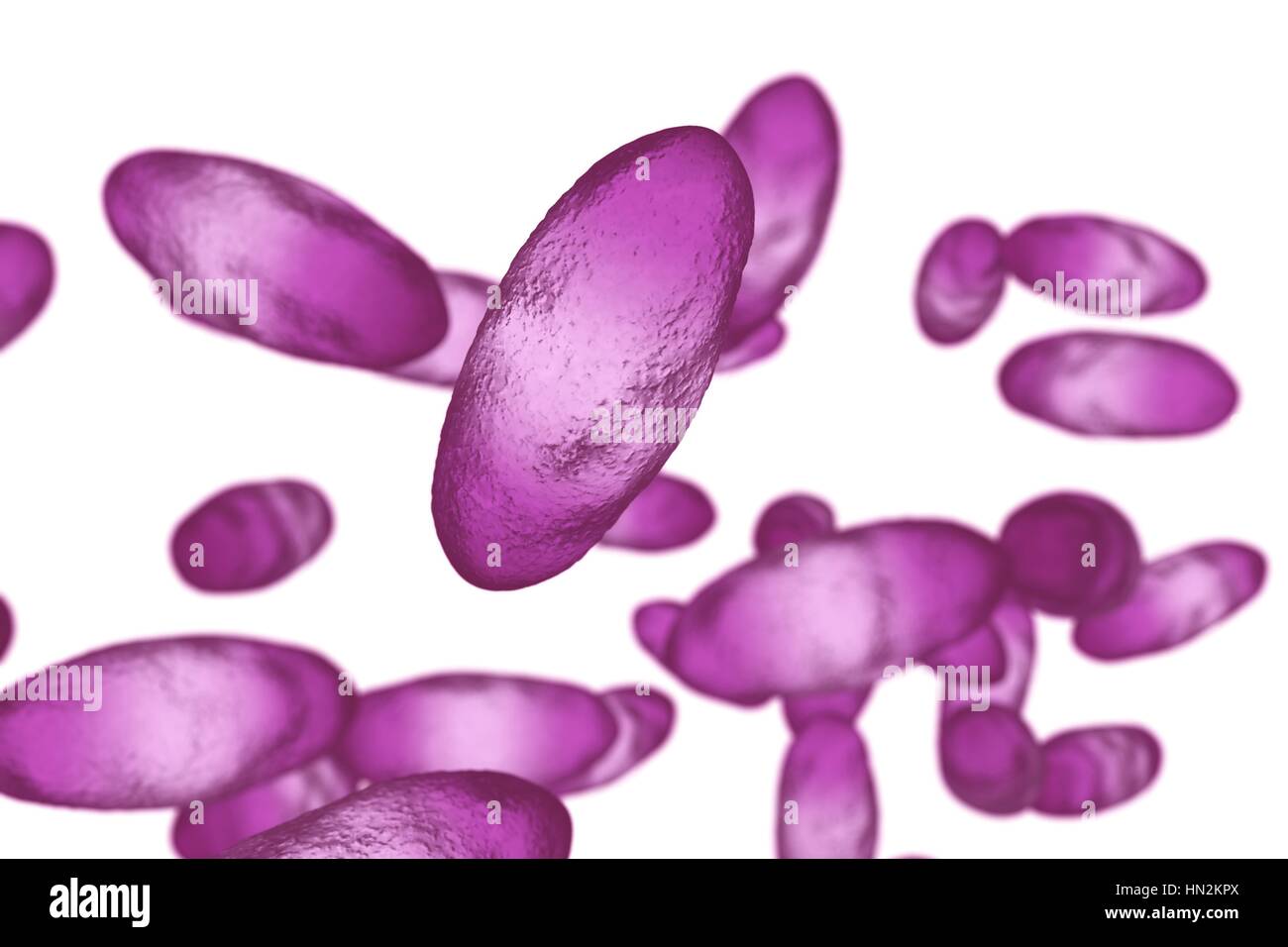 Peste batteri (Yersinia pestis),computer illustrazione.Y.pestis sono batteri  gram-negativi da enterobatteri famiglia,hanno forma ovoidale bipolare  (colorazione più intensamente colorate in corrispondenza dei poli).Il  batterio provoca la peste bubbonica ...
