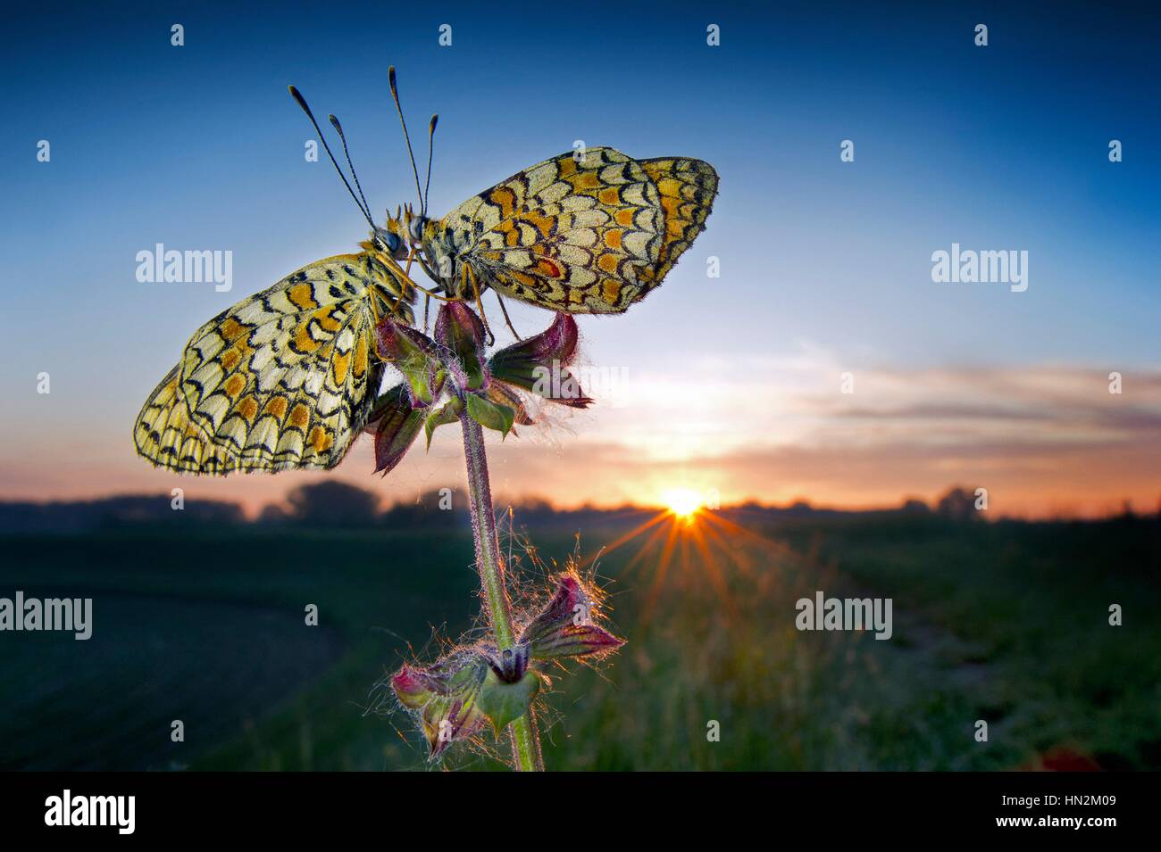 Due farfalle a sunrise. Foto Stock