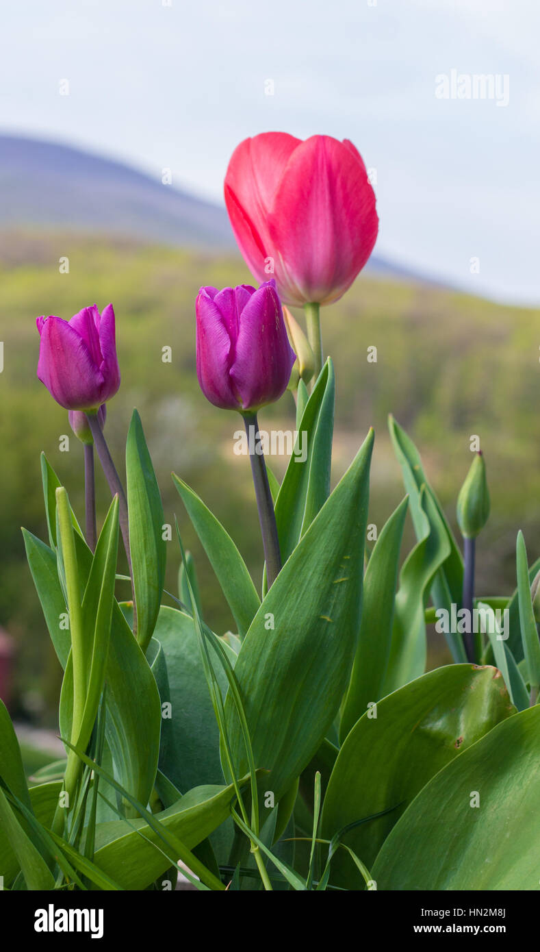 Tulipani rossi crescono in giardino Foto Stock