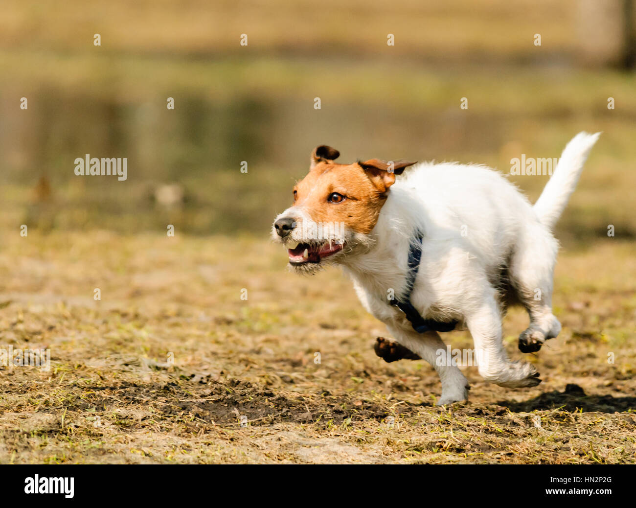 Cane che corre ad alta velocità come lepre al campo a molla Foto Stock