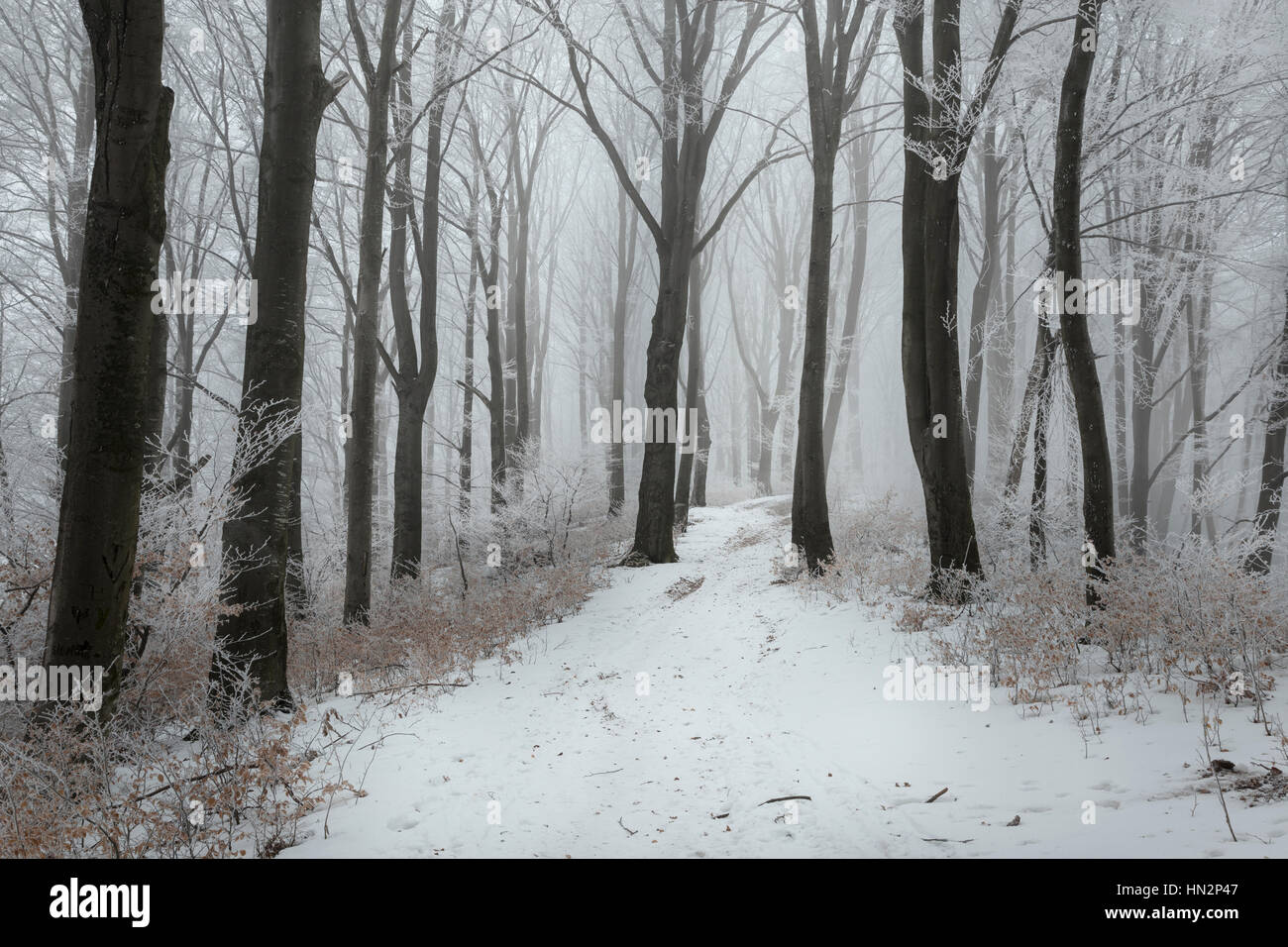 La nebbia sentiero forestale durante una dura giornata invernale Foto Stock