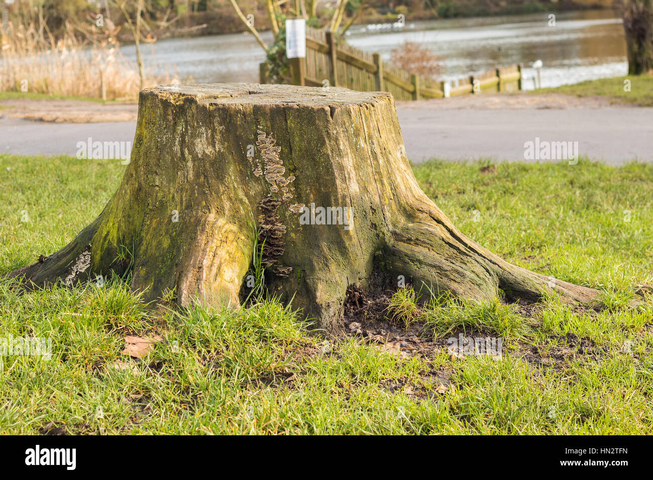 Vecchio albero tronco di albero tagliato nel parco, pieno di funghi e piccoli muschi che crescono in verticale. Alcune radici sono mostrando al di sopra del livello del pavimento. Foto Stock