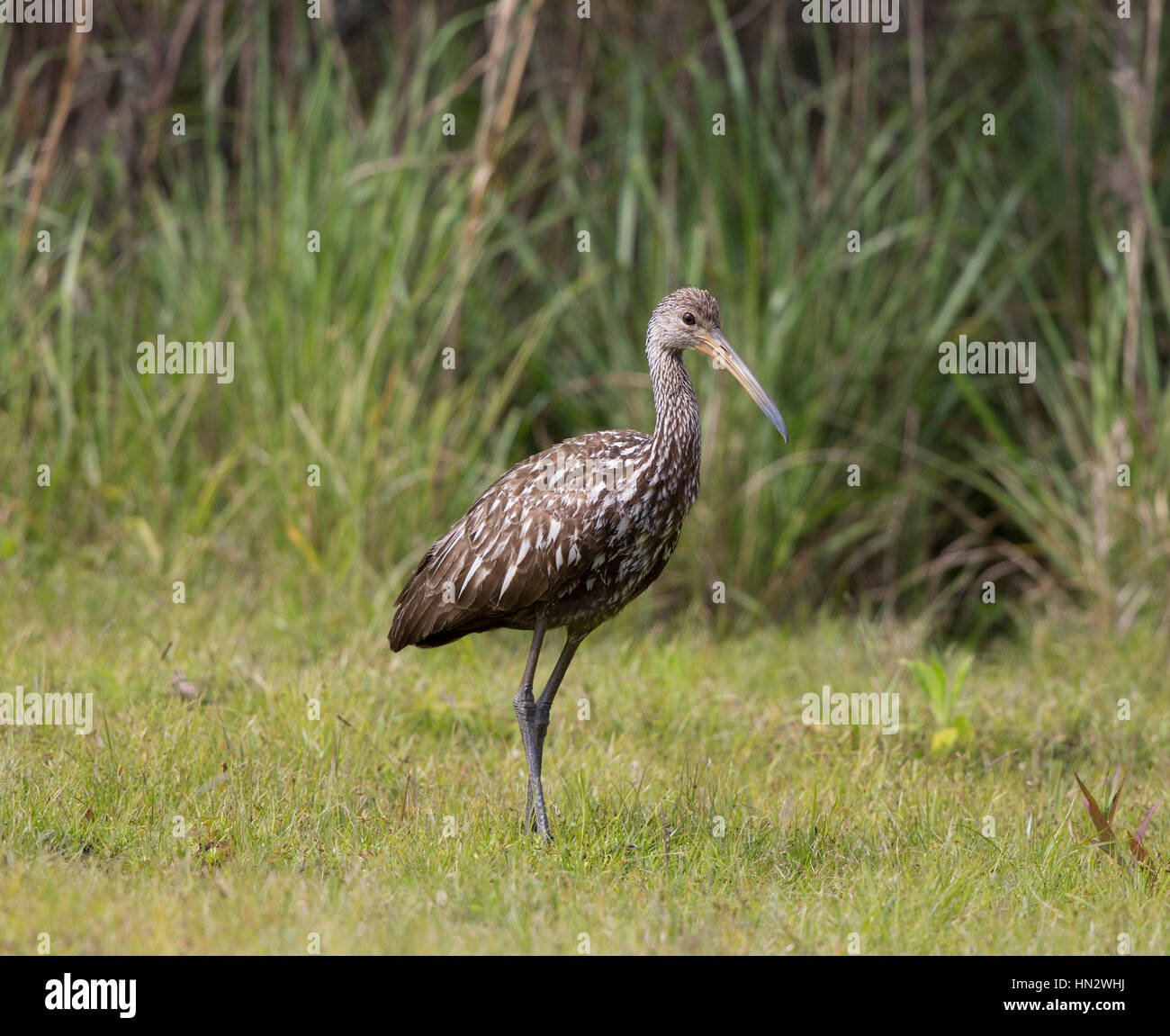 Limpkin a Napoli,Florida Foto Stock