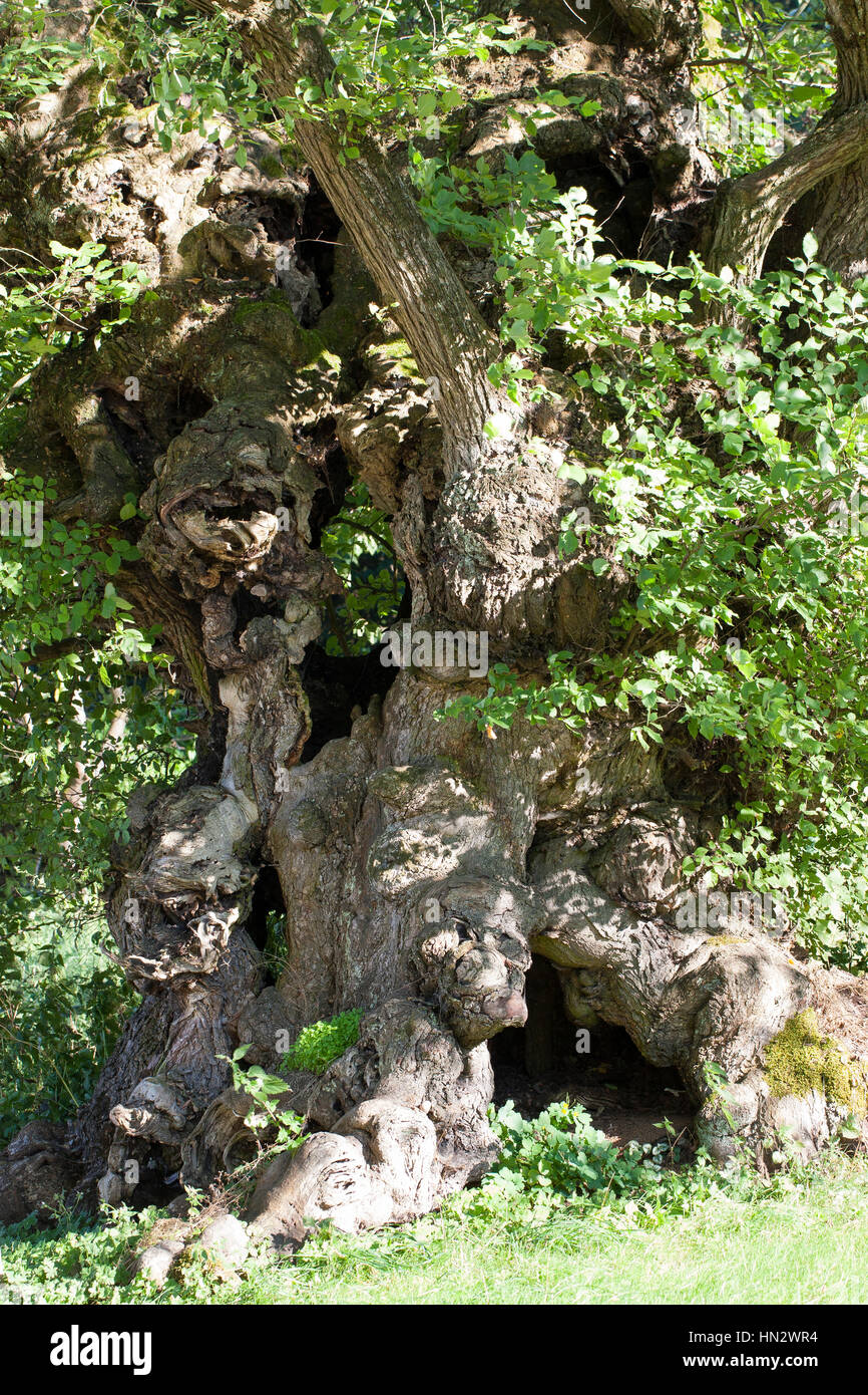 Flatterulme, Flatter-Ulme, Ulme, Flatterrüster, uralter Baum mit Baumhöhlen, Baumhöhle, Ulmus laevis, Ulmus effusa, bianco europeo Olmo, svolazzanti Elm Foto Stock