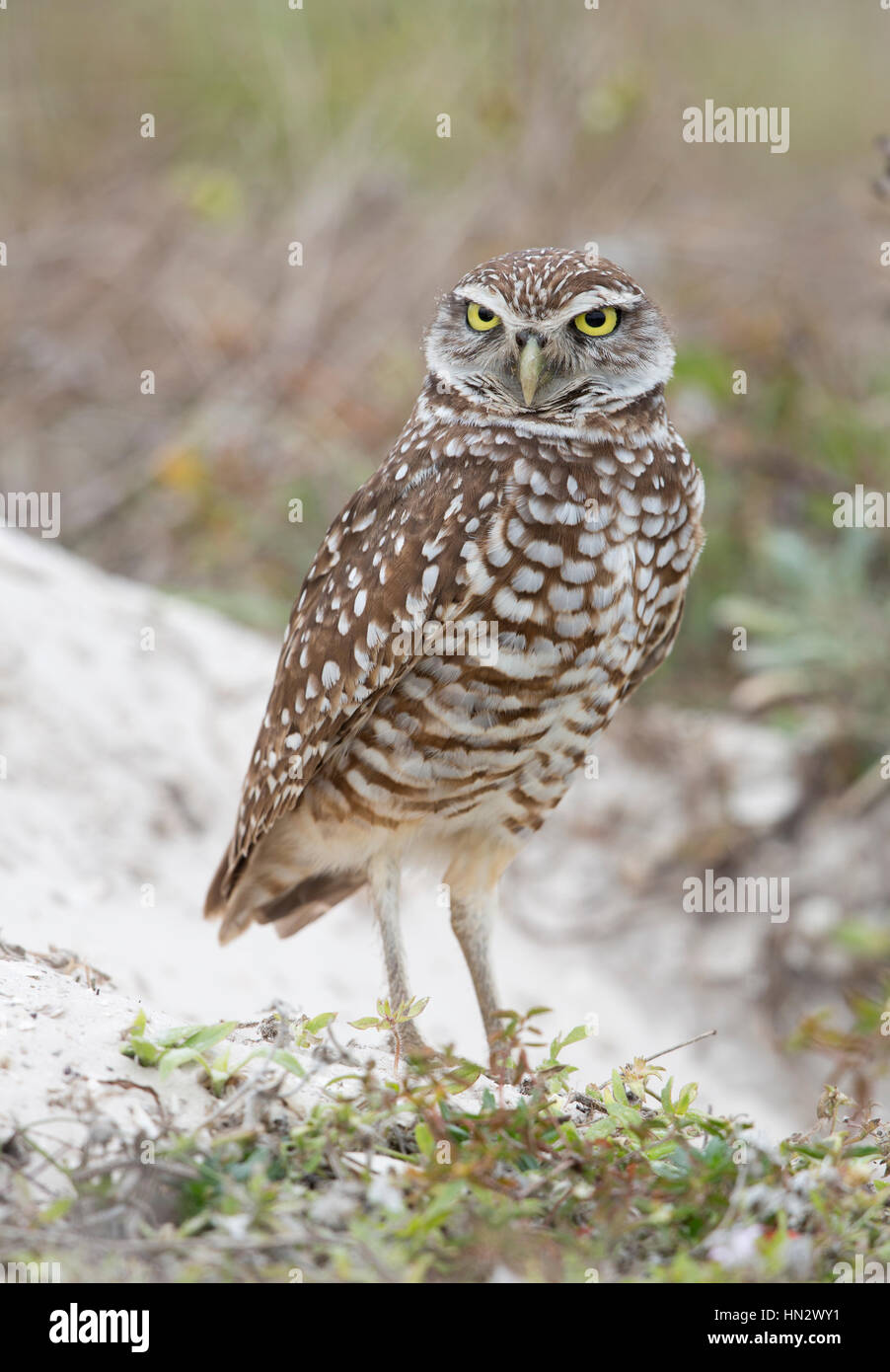 Scavando la civetta (Athene CUNICULARIA) di Marco Island, Florida, Stati Uniti d'America Foto Stock
