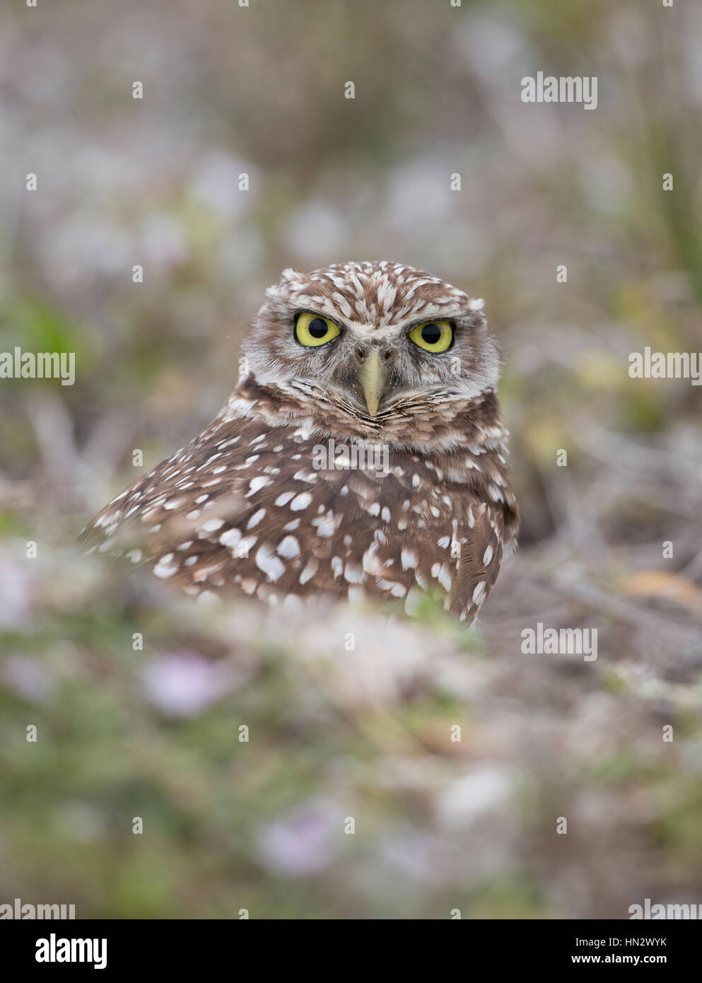 Scavando la civetta (Athene CUNICULARIA) di Marco Island, Florida, Stati Uniti d'America Foto Stock