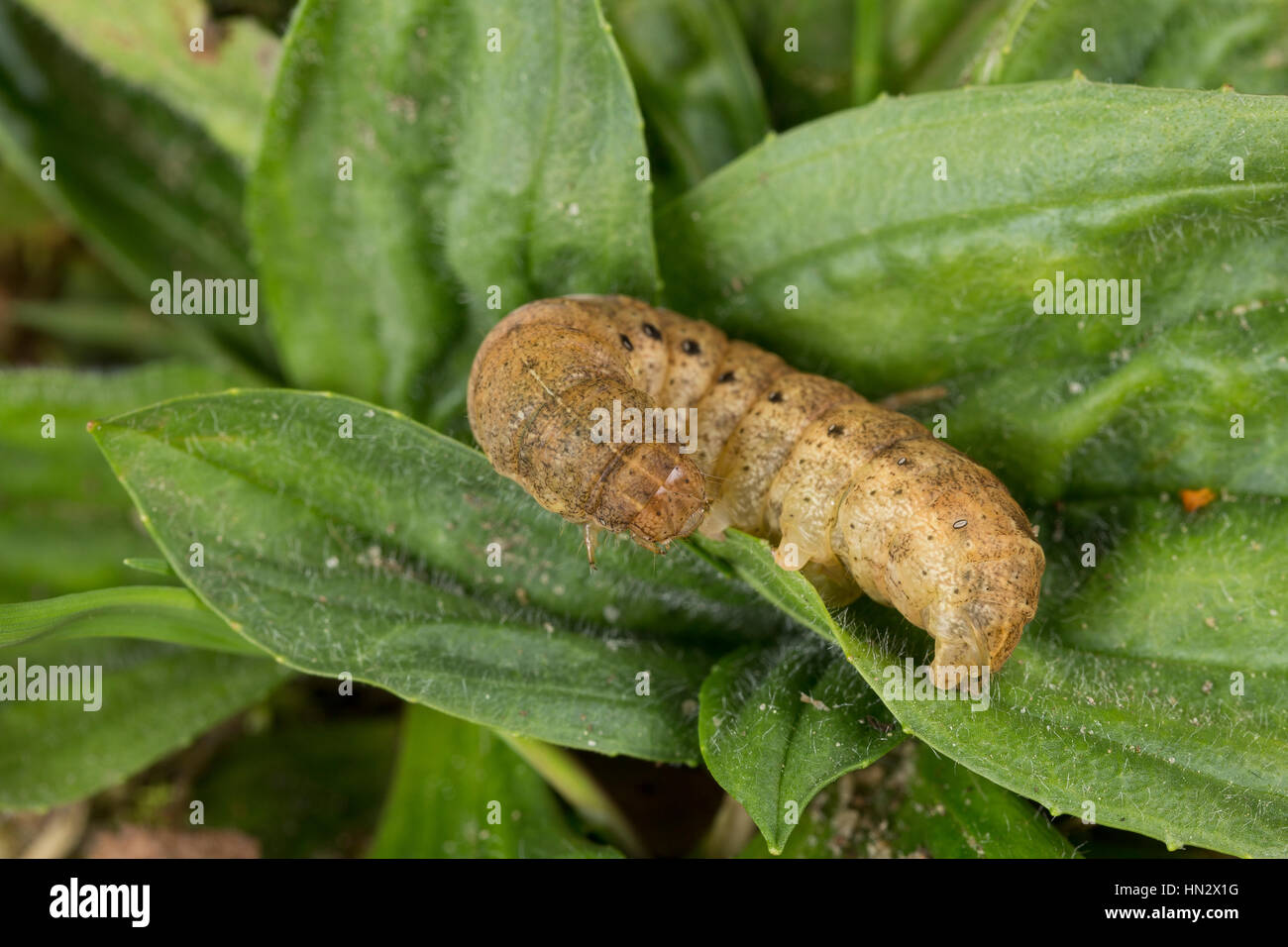 Gelbe Bandeule, Raupe, Bandeule Bunte Große Bandeule, Noctua fimbriata, Triphaena fimbria, Agrotis fimbria, ampio bordato di giallo, Underwing caterpil Foto Stock