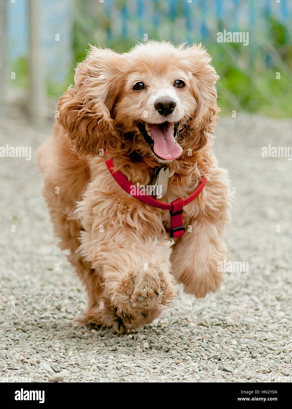 Giovane sano felice non rifinito cocker cane spaniel marrone che indossa l'imbracatura rossa che corre verso la macchina fotografica da terra Foto Stock