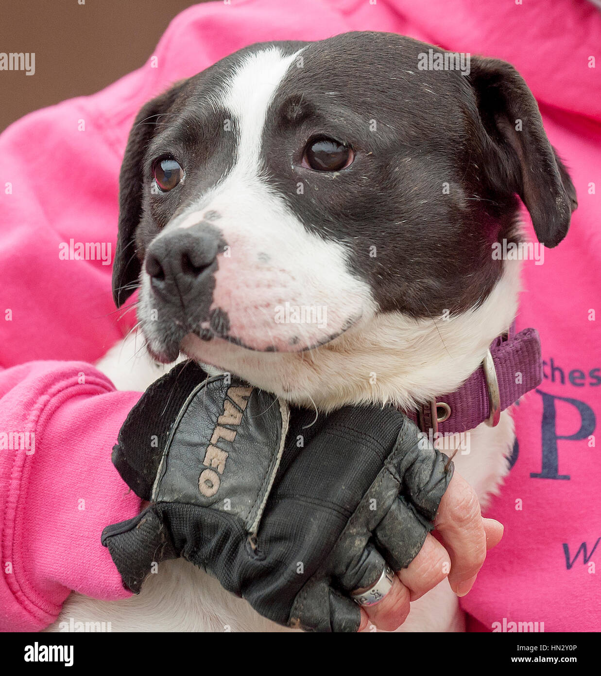 il cane medio bianco e nero si avvicina con il braccio della donna che lo tiene Foto Stock