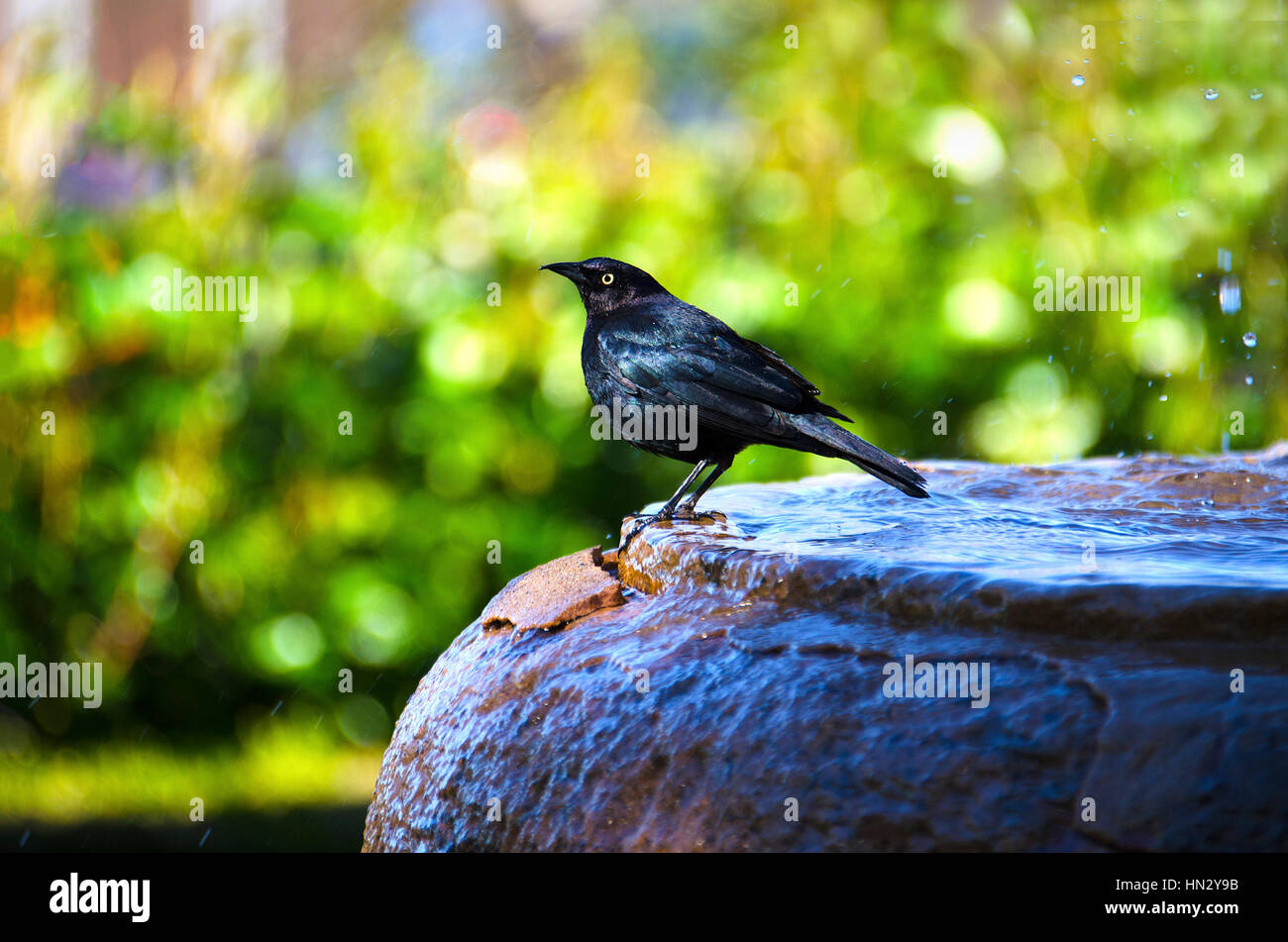 Vigili Brewer's blackbird balneazione in e di bere dalla fontana di acqua nella Napa Valley, California Foto Stock