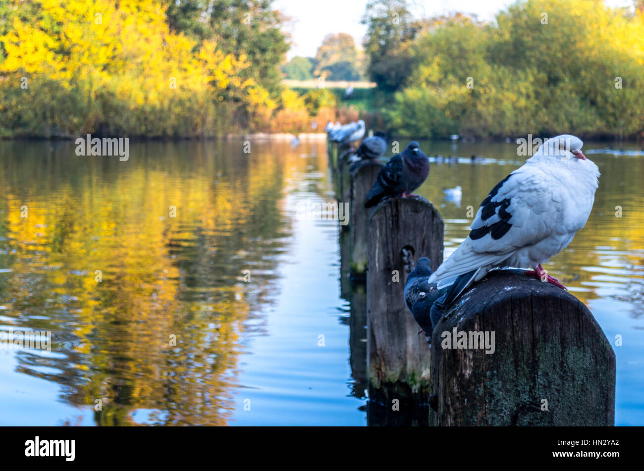 Colombe appollaiate presso il lago Serpentine ad Hyde Park in autunno, Londra Foto Stock