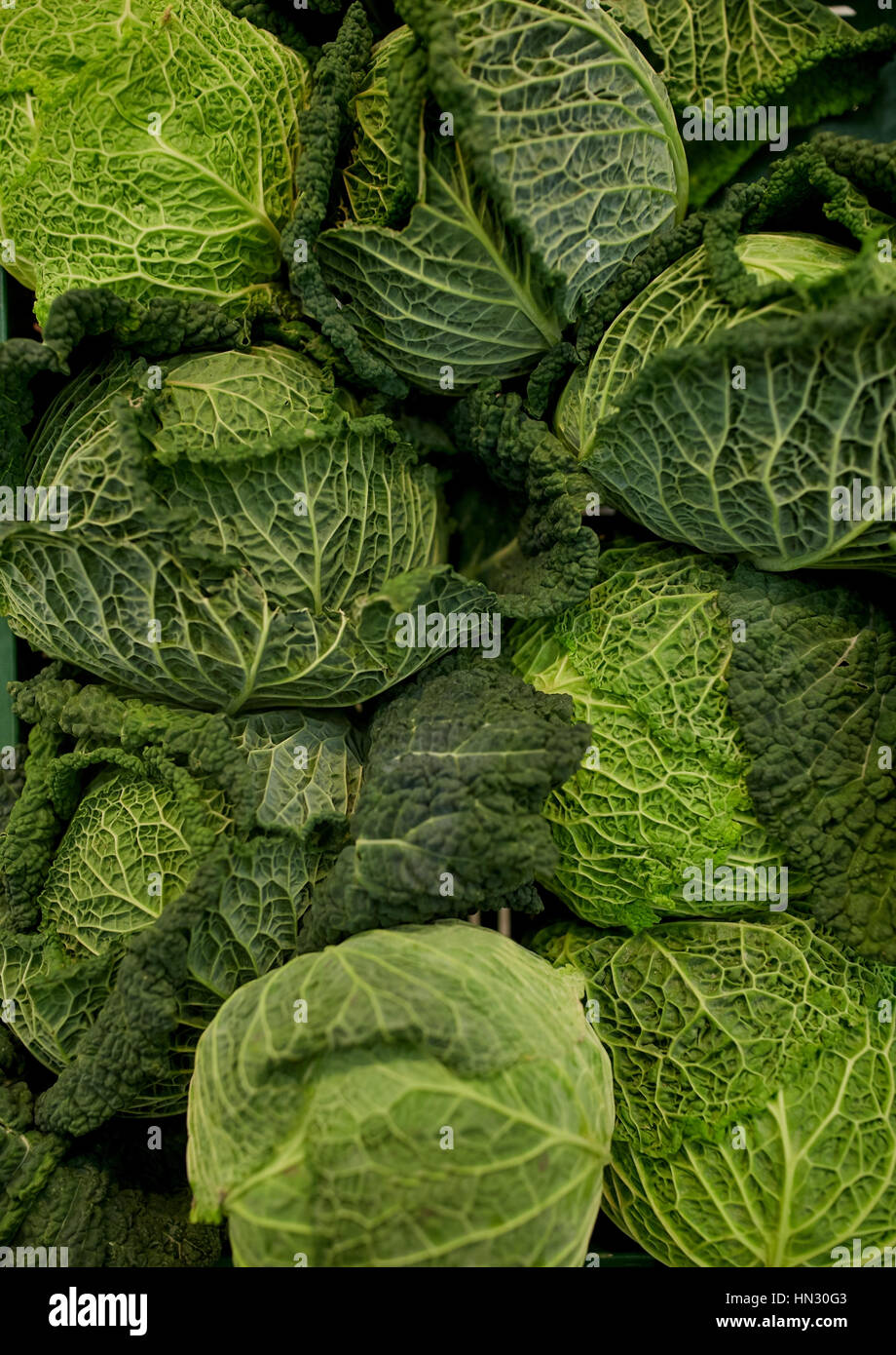 Close up di Savoia cavoli cappucci Foto Stock