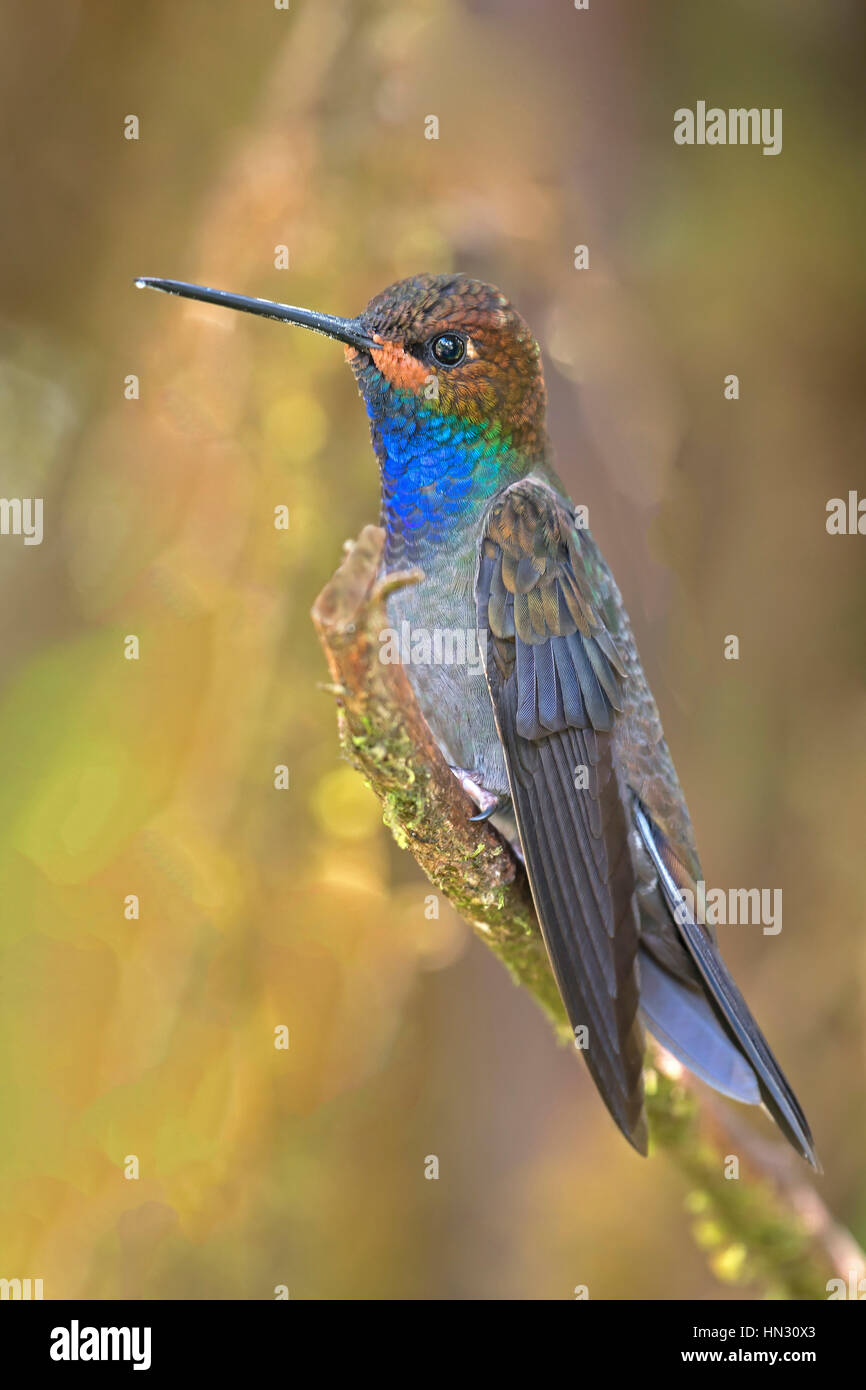 White-tailed Hillstar (Urochroa bougueri). Carmen de Atrato, Choco Foto Stock