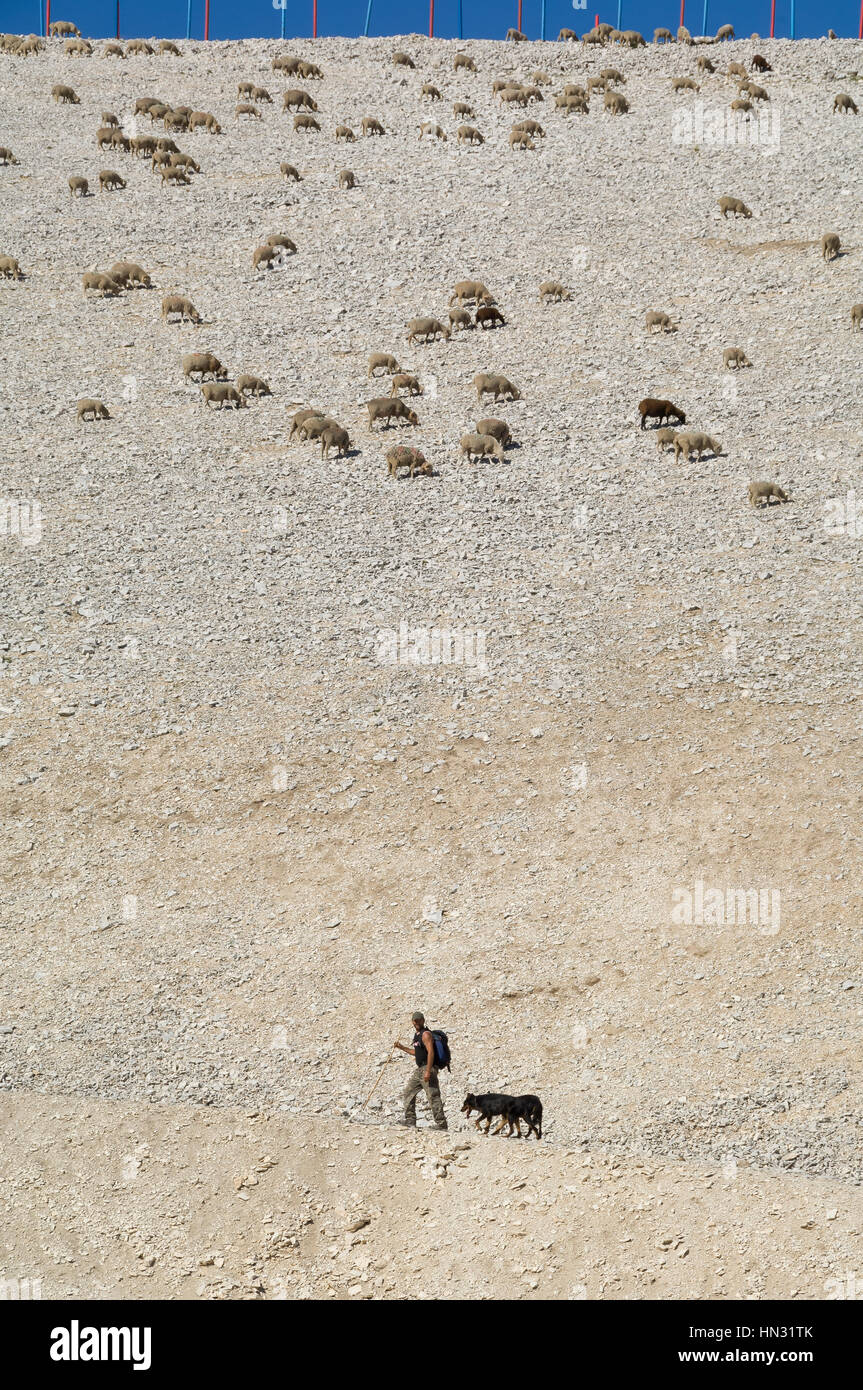 Pastore con pecora e i suoi cani sulla sommità del Mont Ventoux, Francia Foto Stock