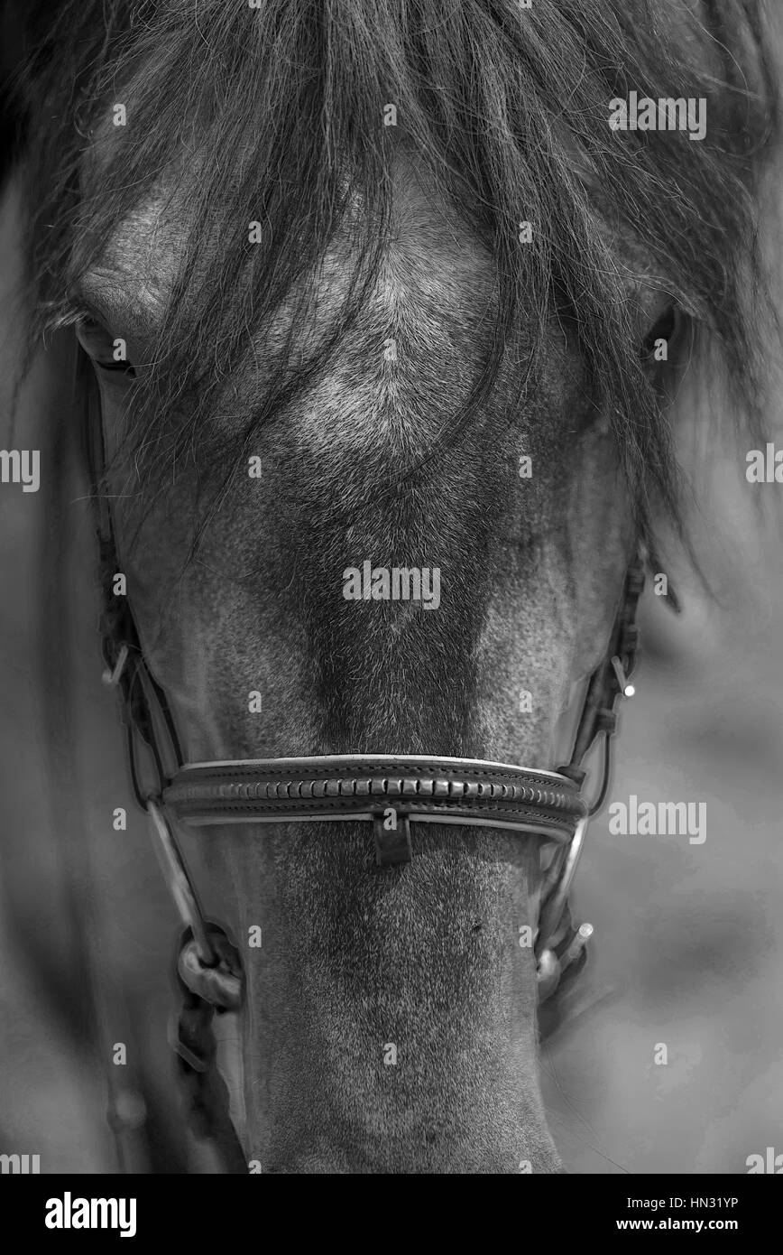 Cavalli Konik ritratto, headshot Foto Stock