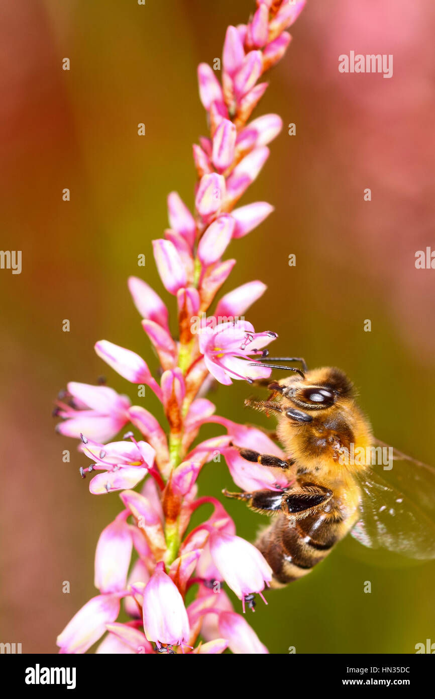 Bee impollinatori persicaria un fiore Foto Stock