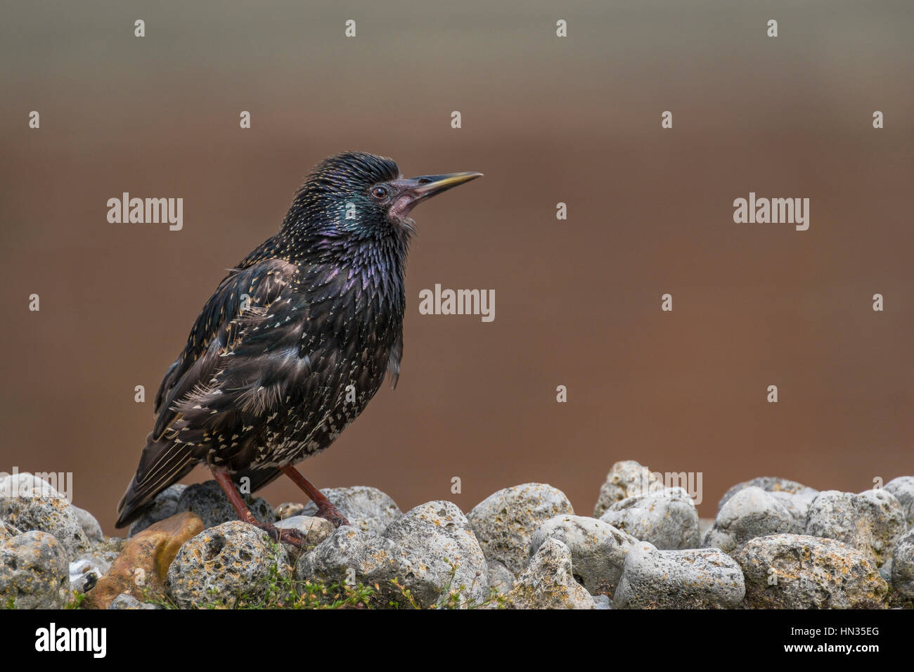 Un starling su un muro di pietra. Foto Stock