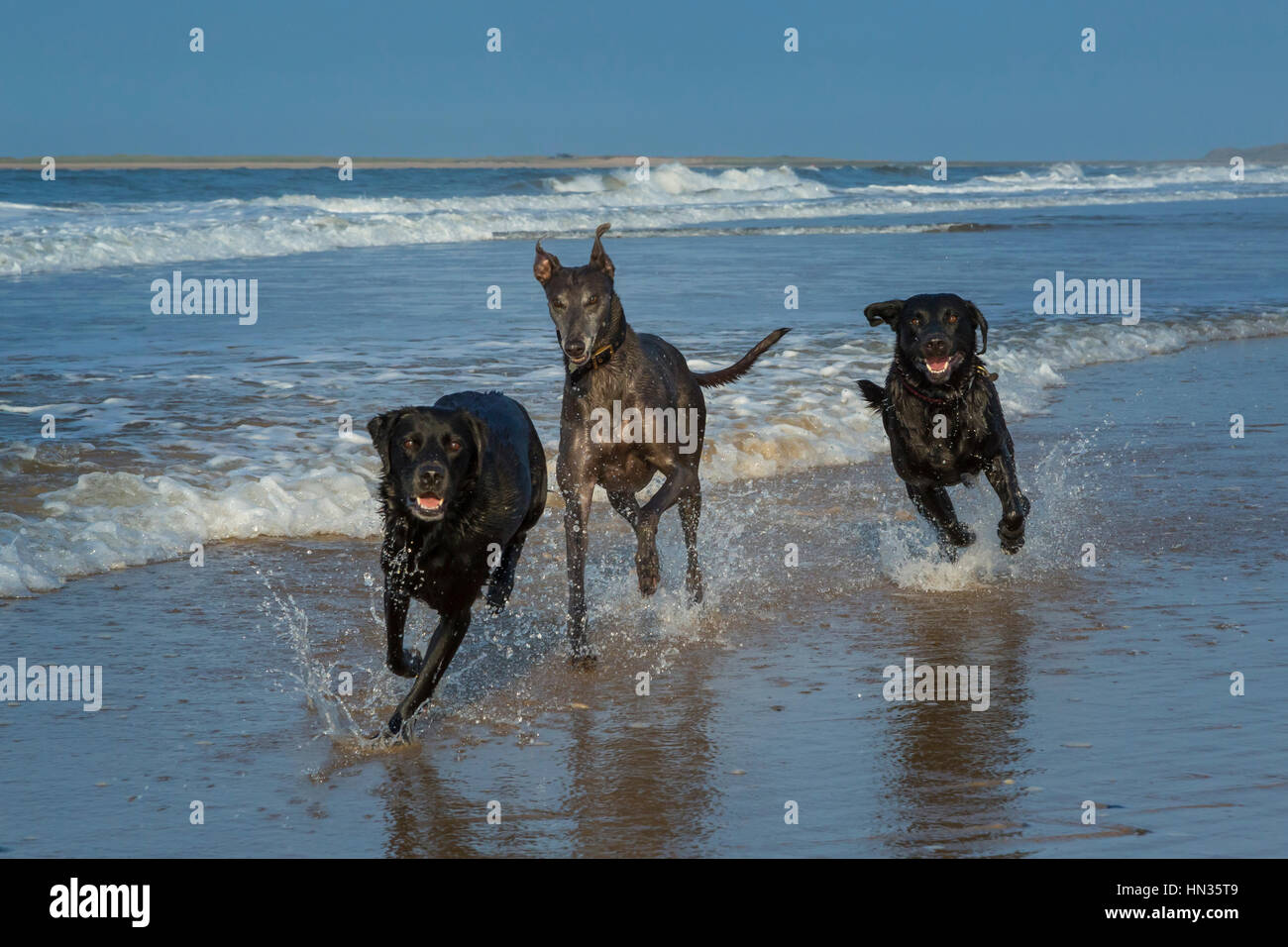 Cani giocando in mare. Foto Stock
