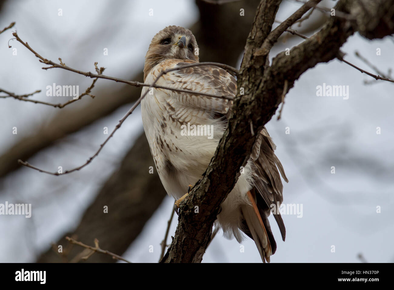 Il pallido maschio avvistato nel Central Park di New York City, Stati Uniti d'America. È wwinter. Egli appare in lontananza ed è arruffare fino. Egli è alla ricerca di pregare. Foto Stock