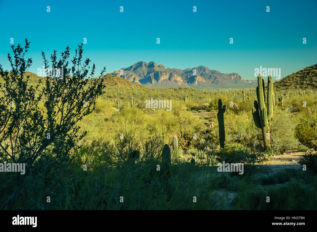 Deserto dell'Arizona Foto Stock