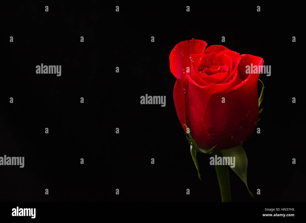 Bella rosa rossa su sfondo nero con spazio per testo o copiare. Foto Stock