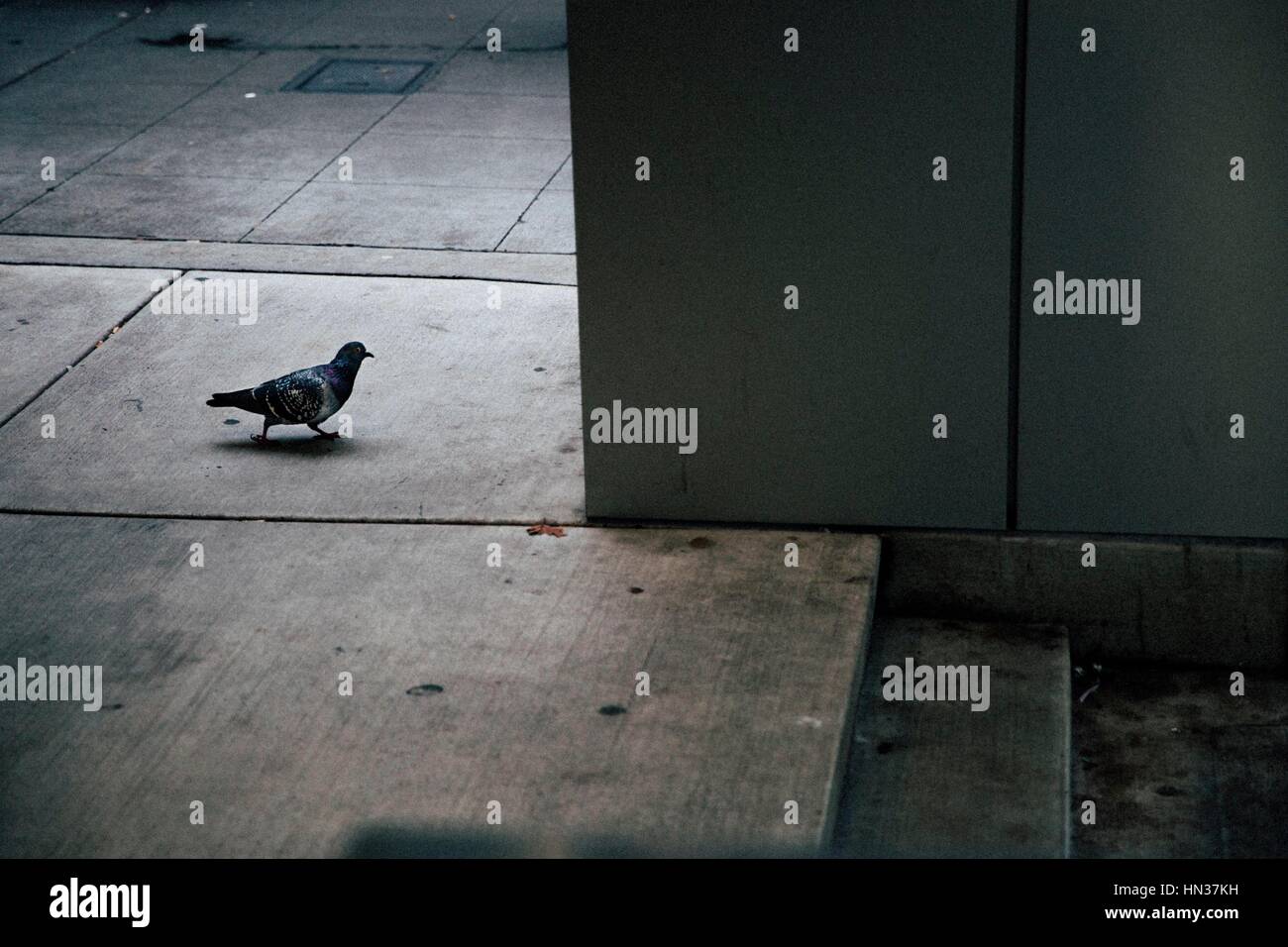 Pigeon camminare da solo in un paesaggio urbano Foto Stock