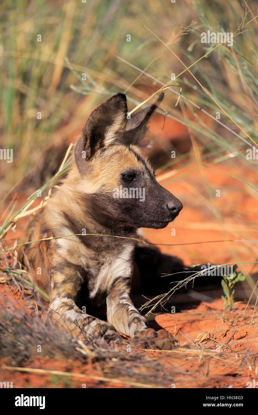 African cane selvatico, (Lycaon pictus), adulto in appoggio,Tswalu Game Reserve, il Kalahari, Northern Cape, Sud Africa e Africa Foto Stock