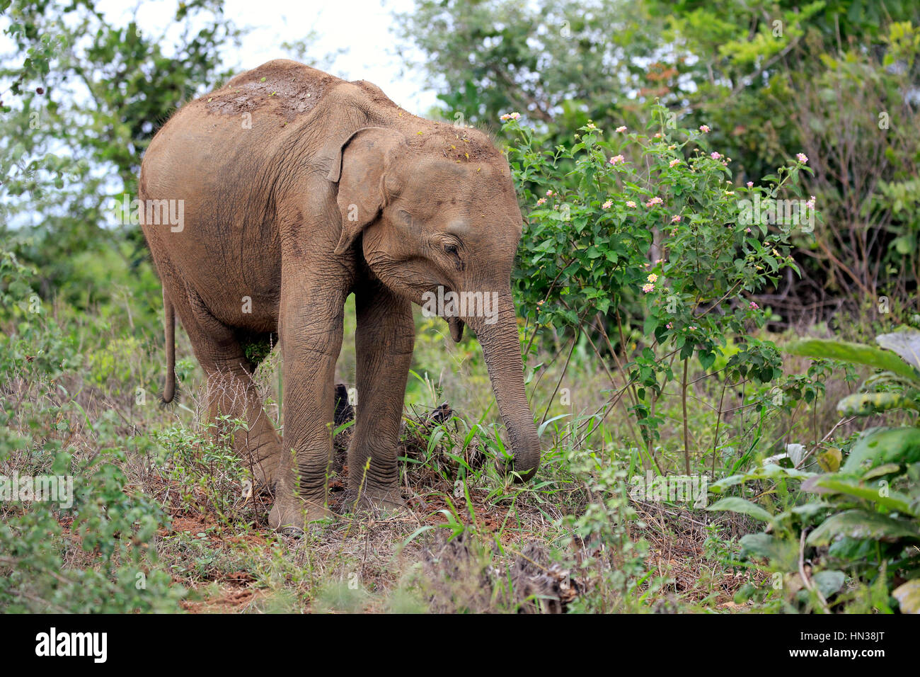 Il governo dello Sri Lanka di elefante, (Elephas maximus maximus), elefante asiatico, i giovani alla ricerca di cibo, Udawalawe Nationalpark, Sri Lanka, Asia Foto Stock