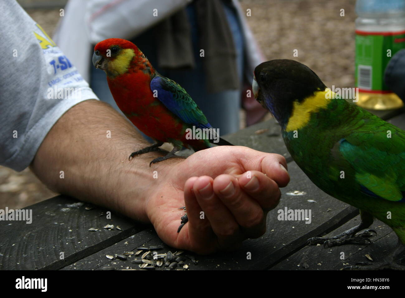 Australia occidentale Foto Stock