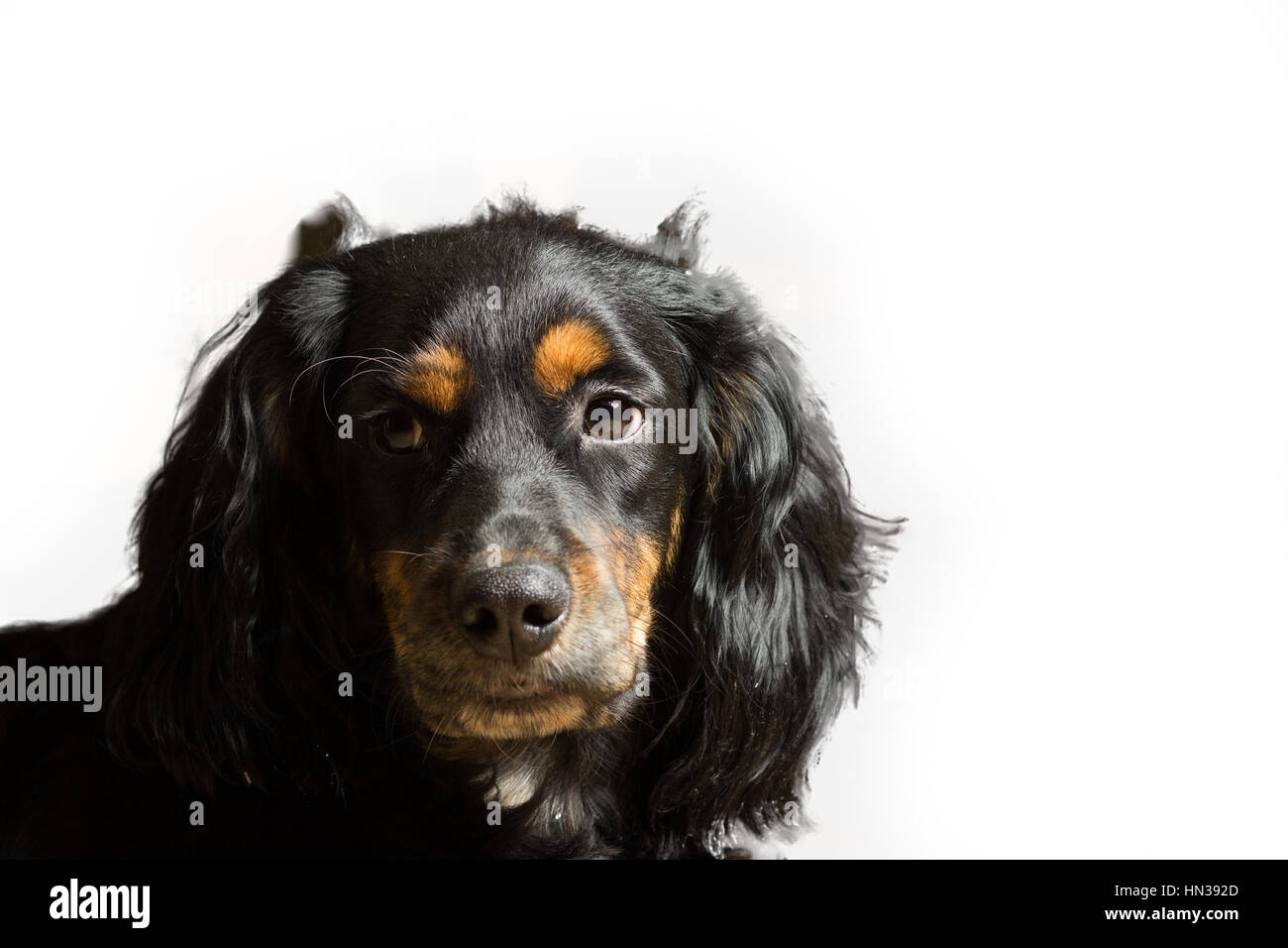Spaniel nero di nome ricco isolato su bianco Foto Stock
