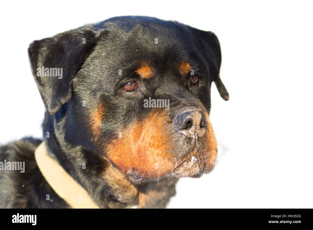 Cane Rottweiler chiamato Bass isolato su bianco Foto Stock