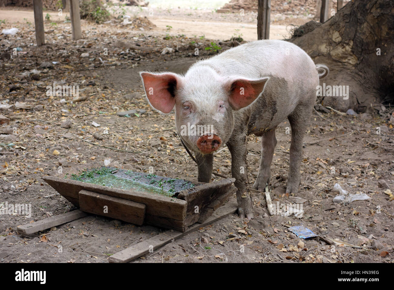 Maialino di mangiare fuori della mangiatoia in legno Foto Stock