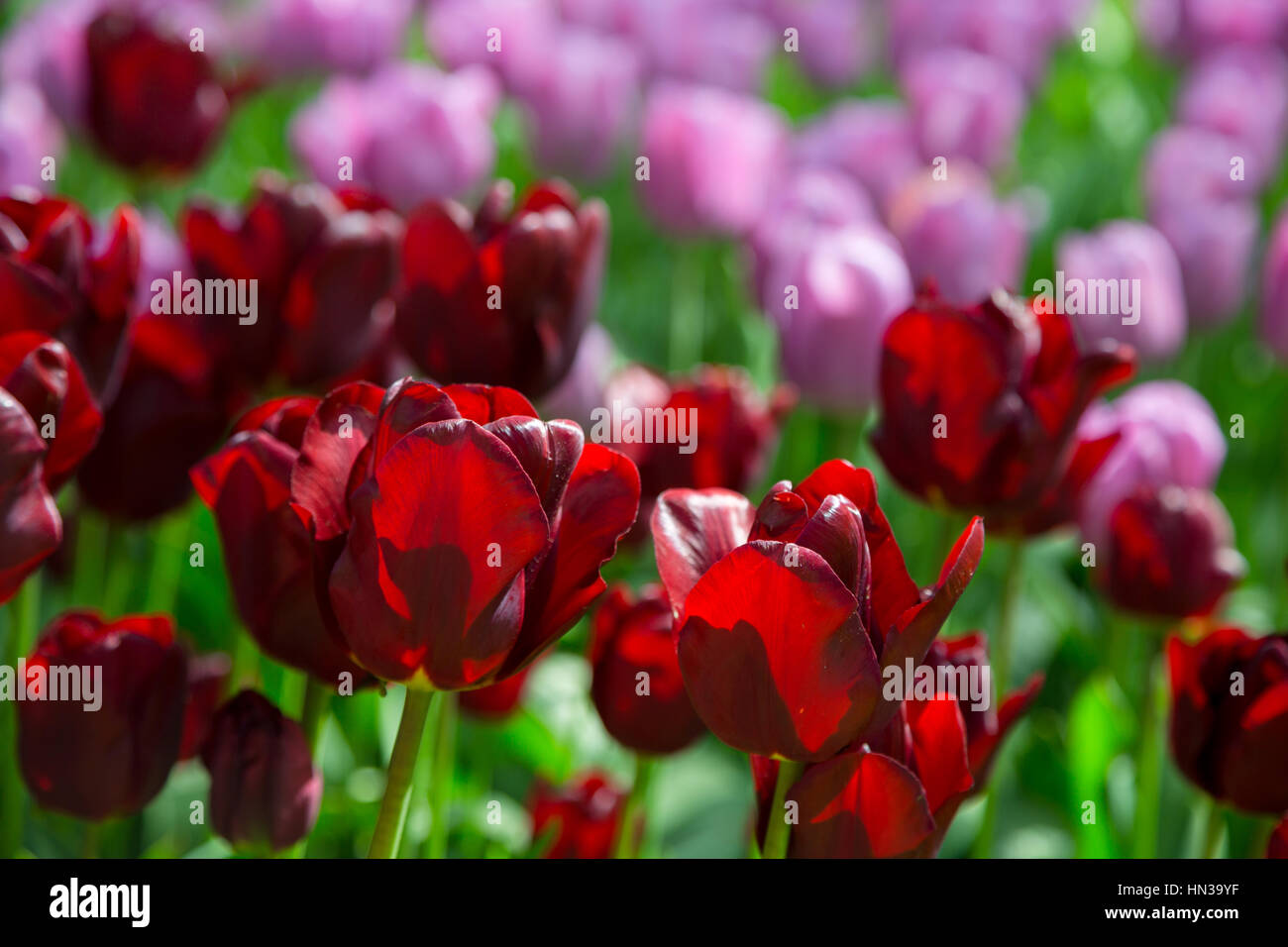 Tulip fiori. Rosso fresco tulipani Glade. Campo di tulipani rossi nei Paesi Bassi. Tulipani rossi sfondo. Gruppo di tulipani rossi nel parco. Landsc molla Foto Stock